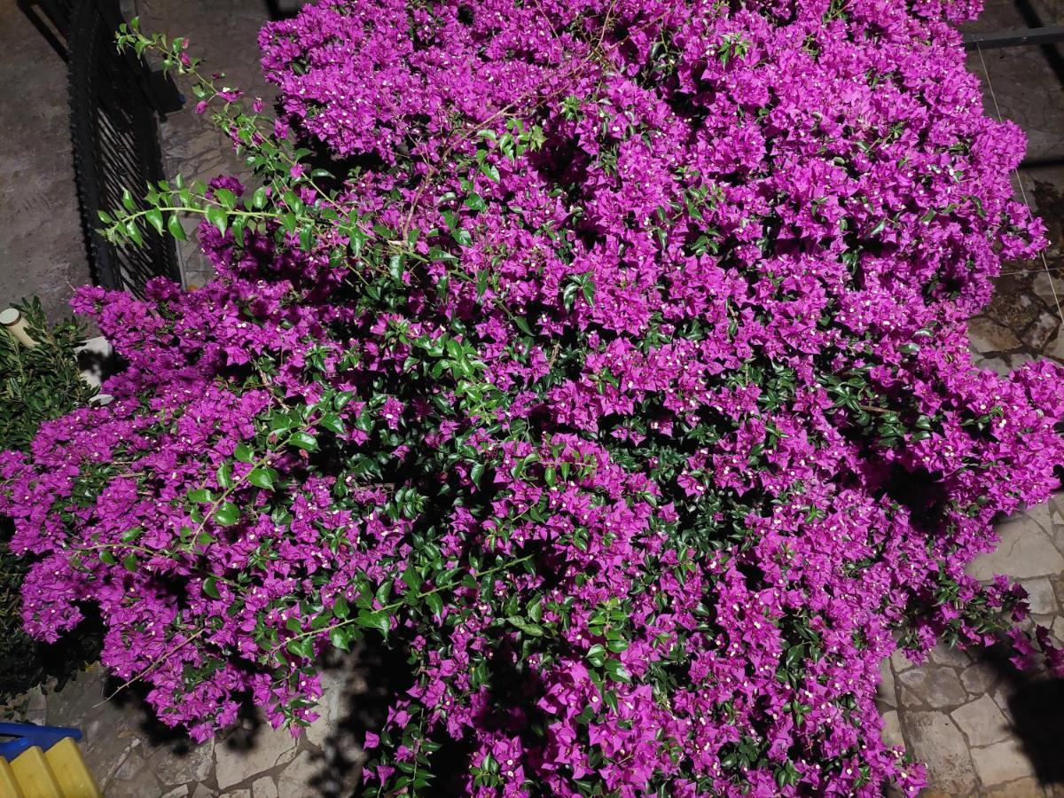 טיווט Kjara Apartments מראה חיצוני תמונה