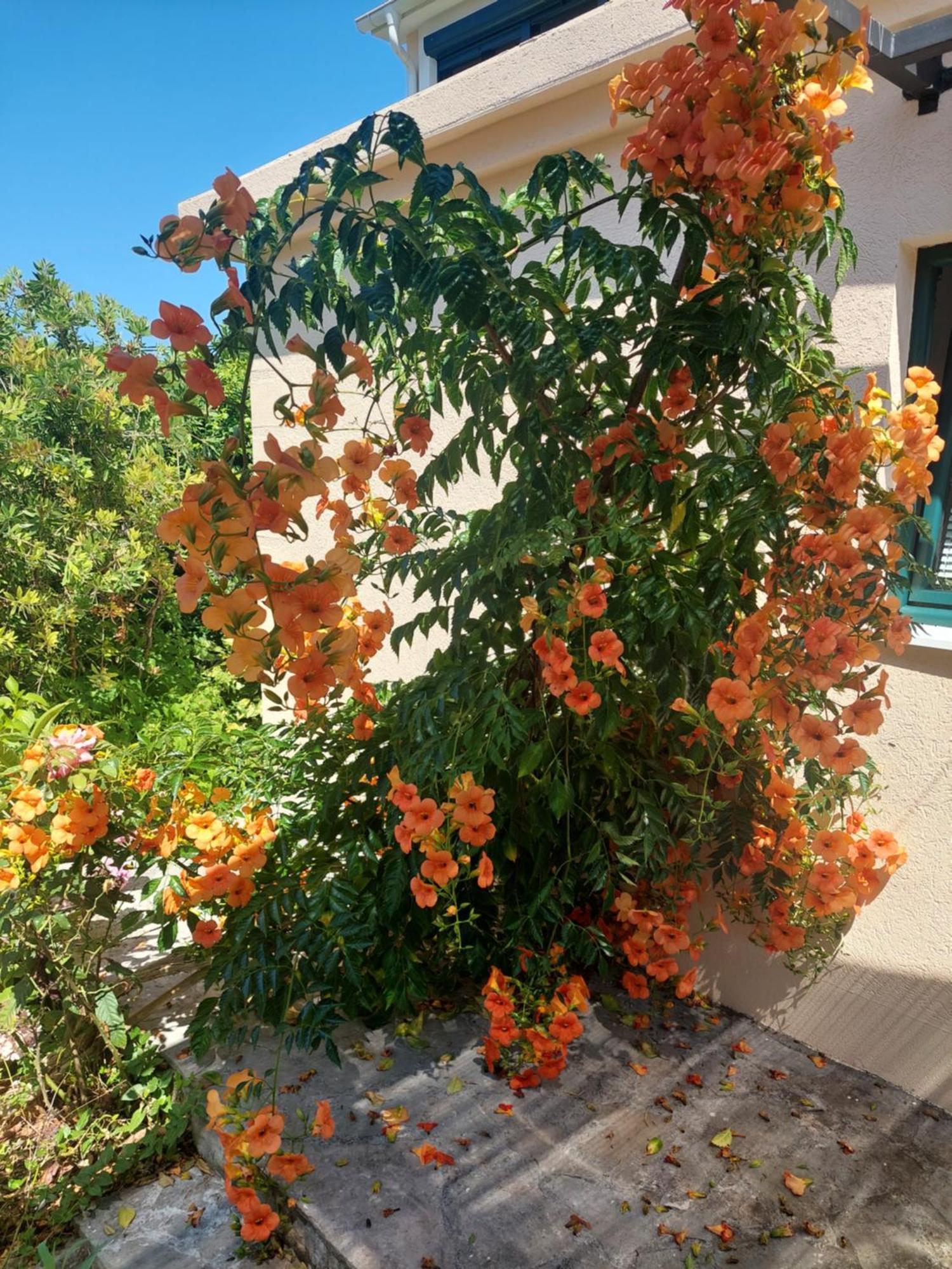 טיווט Kjara Apartments מראה חיצוני תמונה